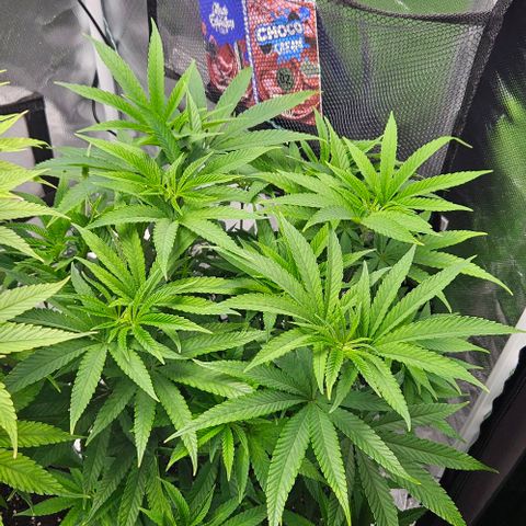 Choco Cream growlog timeline photo