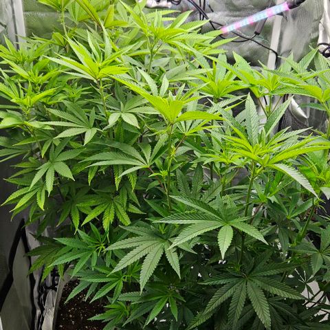 Choco Cream growlog timeline photo