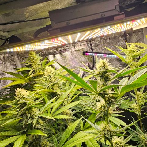 Choco Cream growlog timeline photo