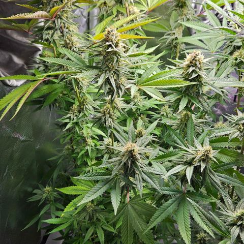 Choco Cream growlog timeline photo