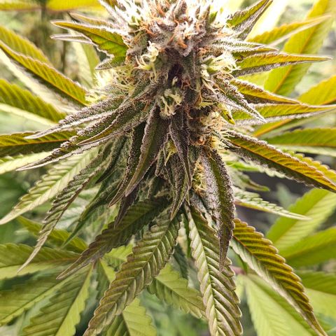 Choco Cream growlog timeline photo