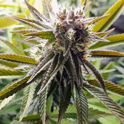 Choco Cream growlog timeline photo