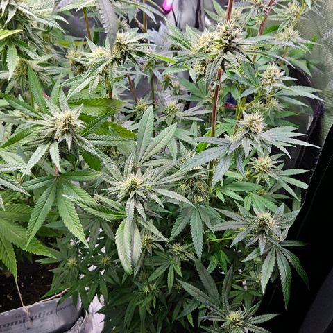 Choco Cream growlog timeline photo
