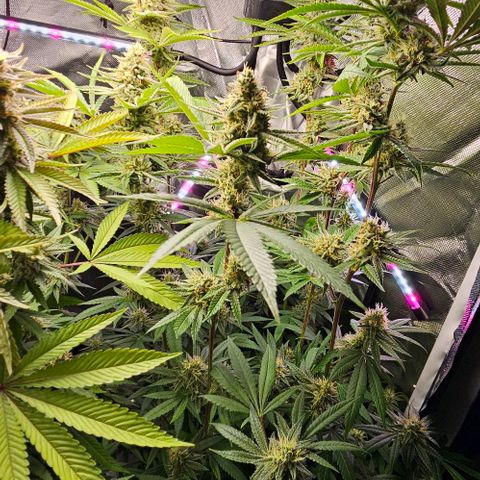 Choco Cream growlog timeline photo
