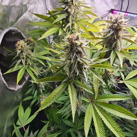 Choco Cream growlog timeline photo