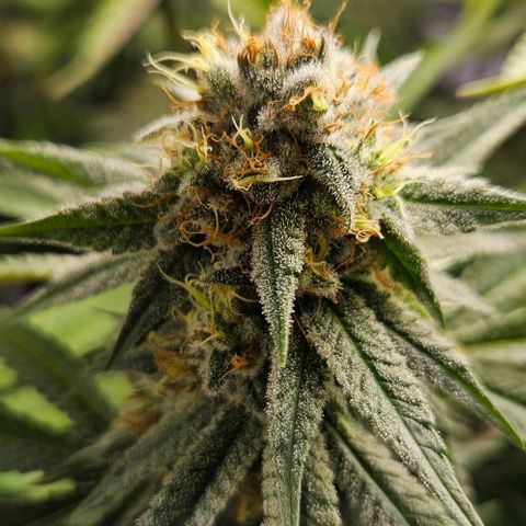 Choco Cream growlog timeline photo