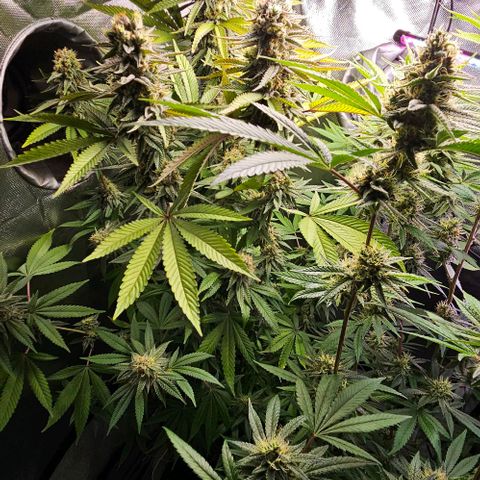 Choco Cream growlog timeline photo