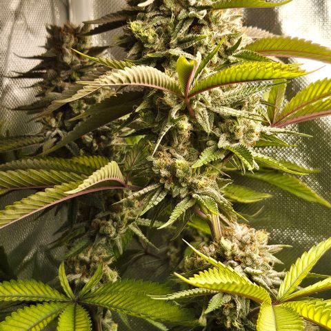 Choco Cream growlog timeline photo