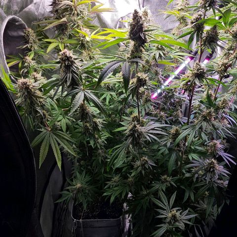 Choco Cream growlog timeline photo