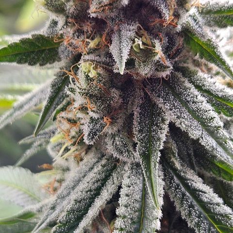Choco Cream growlog timeline photo