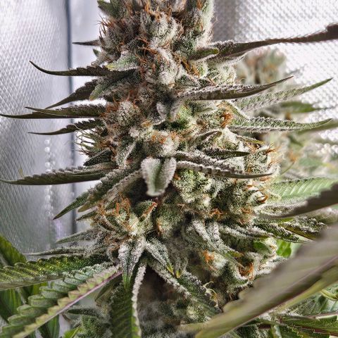 Choco Cream growlog timeline photo