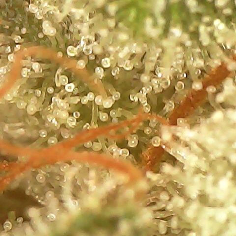 Choco Cream growlog timeline photo