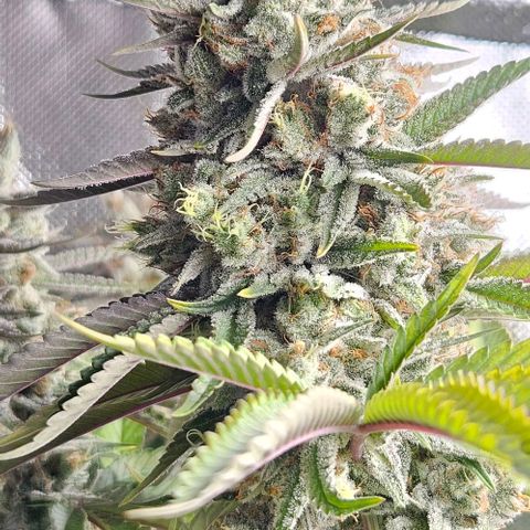 Choco Cream growlog timeline photo