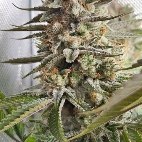 Choco Cream growlog timeline photo