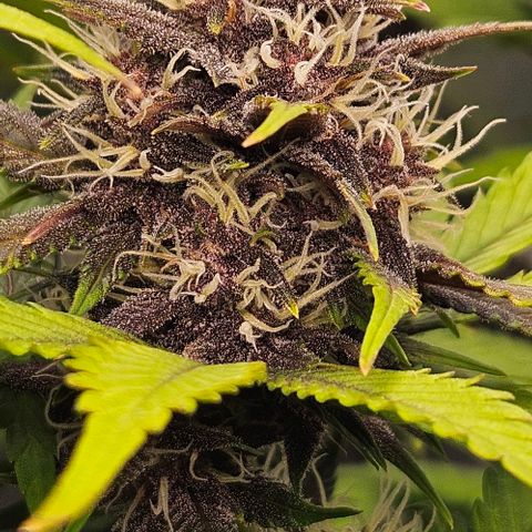 Bob growlog timeline photo