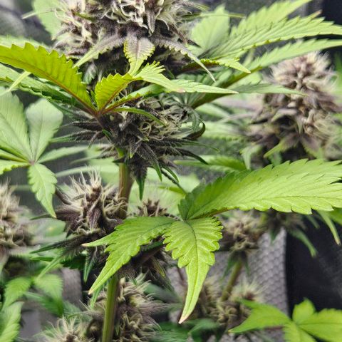 Bob growlog timeline photo