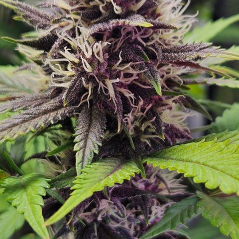 Bob growlog timeline photo