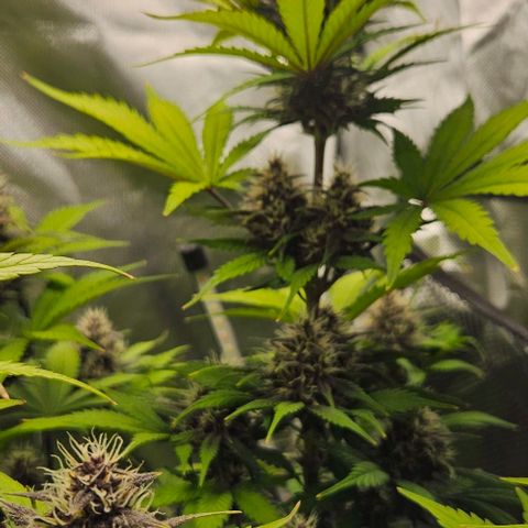 Bob growlog timeline photo