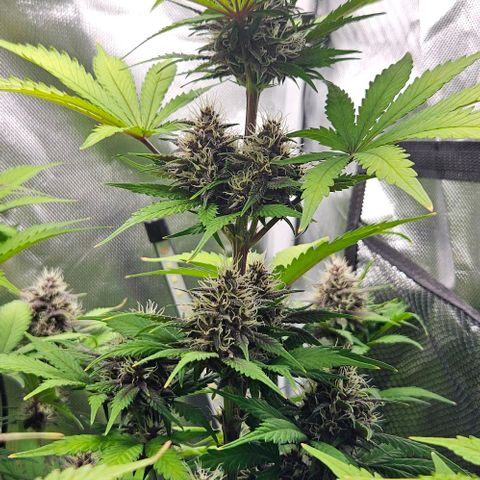 Bob growlog timeline photo