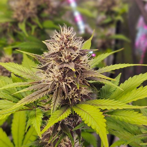 Bob growlog timeline photo