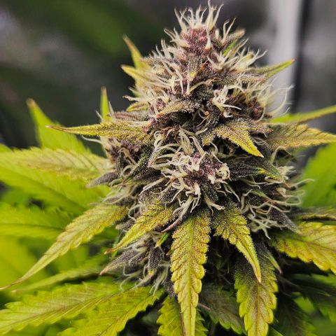 Bob growlog timeline photo