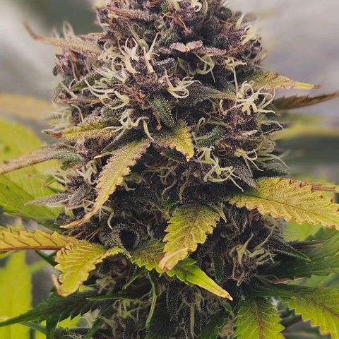 Bob growlog timeline photo