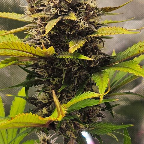 Bob growlog timeline photo