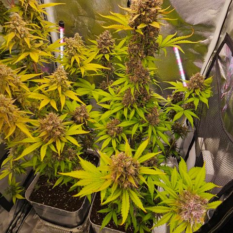 Bob growlog timeline photo