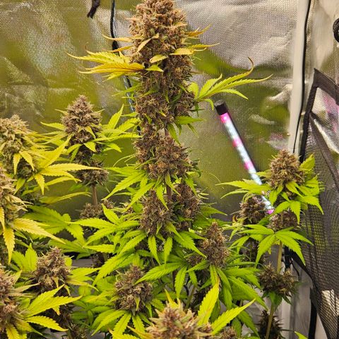 Bob growlog timeline photo