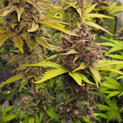 Bob growlog timeline photo