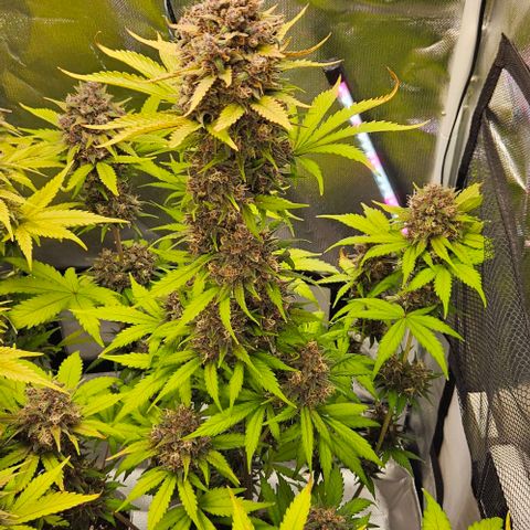 Bob growlog timeline photo