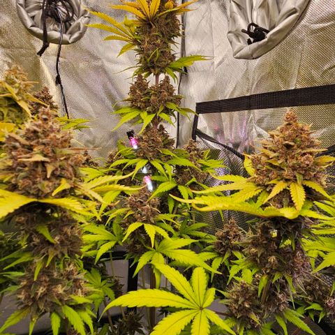 Bob growlog timeline photo