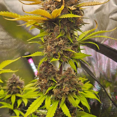 Bob growlog timeline photo
