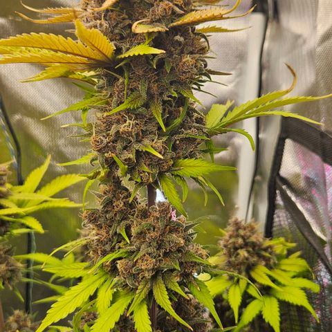 Bob growlog timeline photo