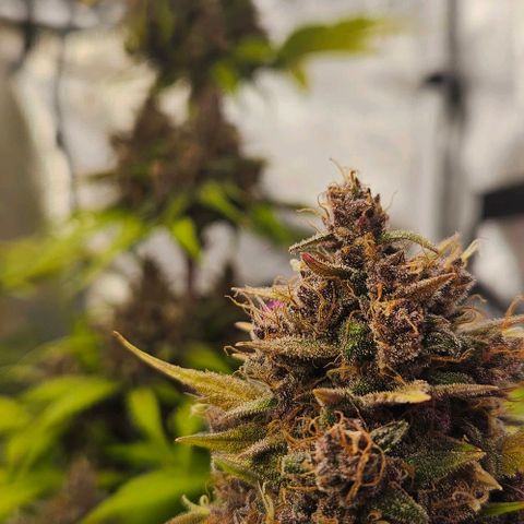 Bob growlog timeline photo
