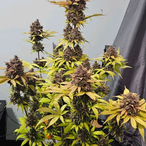 Bob growlog timeline photo
