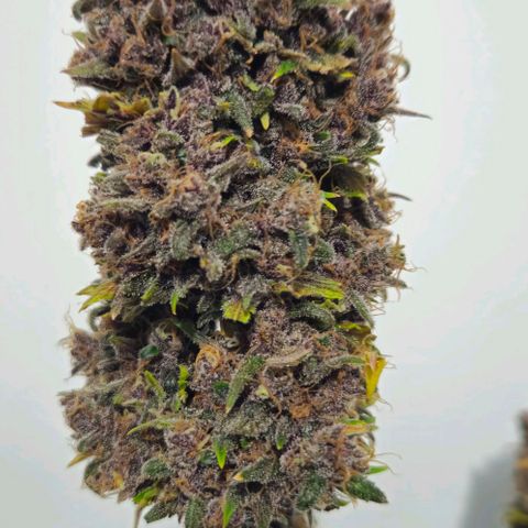 Bob growlog timeline photo