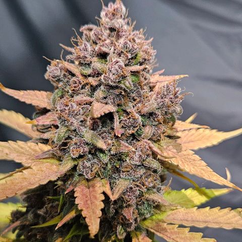 Bob growlog timeline photo