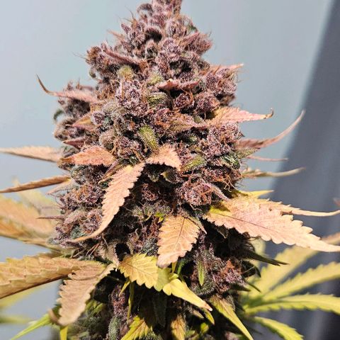 Bob growlog timeline photo