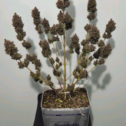 Bob growlog timeline photo