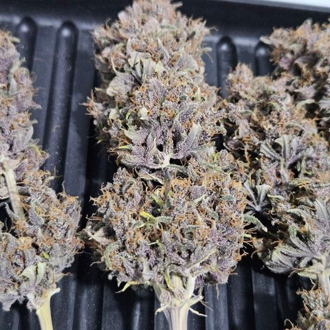 Bob growlog timeline photo