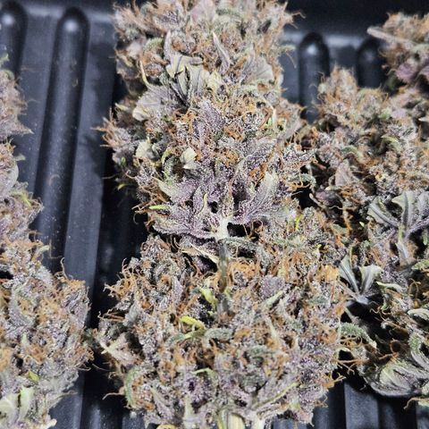 Bob growlog timeline photo