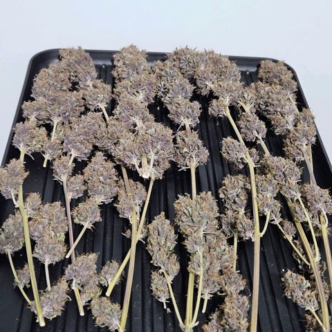 Bob growlog timeline photo