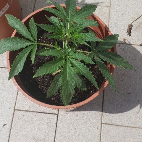 Euphoria growlog timeline photo