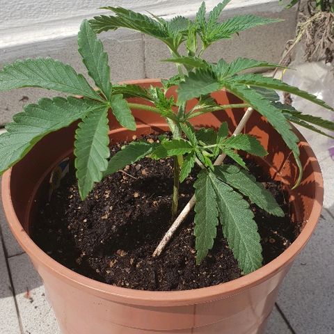 Euphoria growlog timeline photo