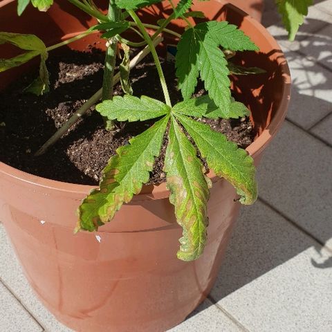 Euphoria growlog photo: Pre potatura, documentazione carenze