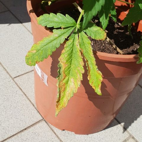 Euphoria growlog photo: Pre potatura, documentazione carenze