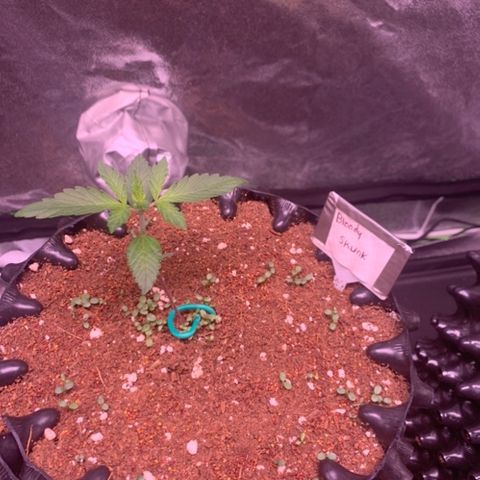 Bloody Skunk Auto growlog timeline photo