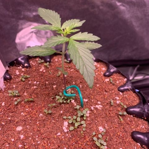 Bloody Skunk Auto growlog timeline photo