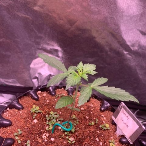 Bloody Skunk Auto growlog timeline photo
